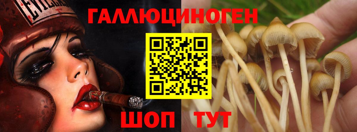 Псилоцибиновые грибы Cubensis  где найти   Карасук  Вход с VPN 